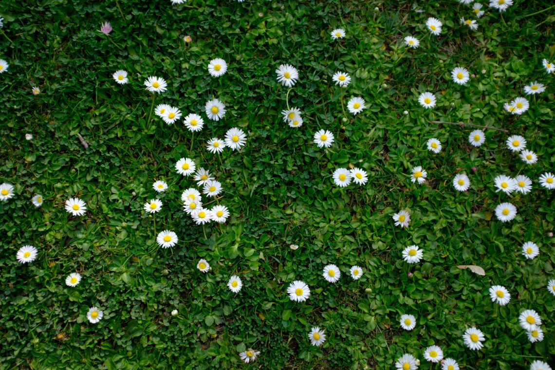 Tranquilo ochtend in de lente: een wandeling naar de volkstuin