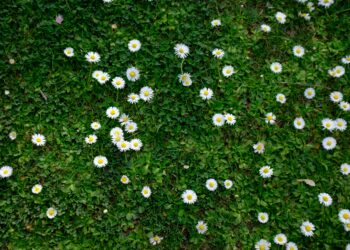Tranquilo ochtend in de lente: een wandeling naar de volkstuin