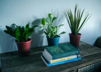 Ontgrendelen van de geheimen om te gedijen met Gynura Aurantiaca: Een uitgebreide gids voor verzorging en teelt