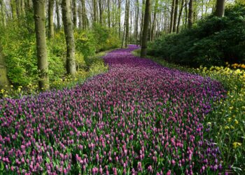 Een vriendelijke oproep tot vernieuwing van de tuin